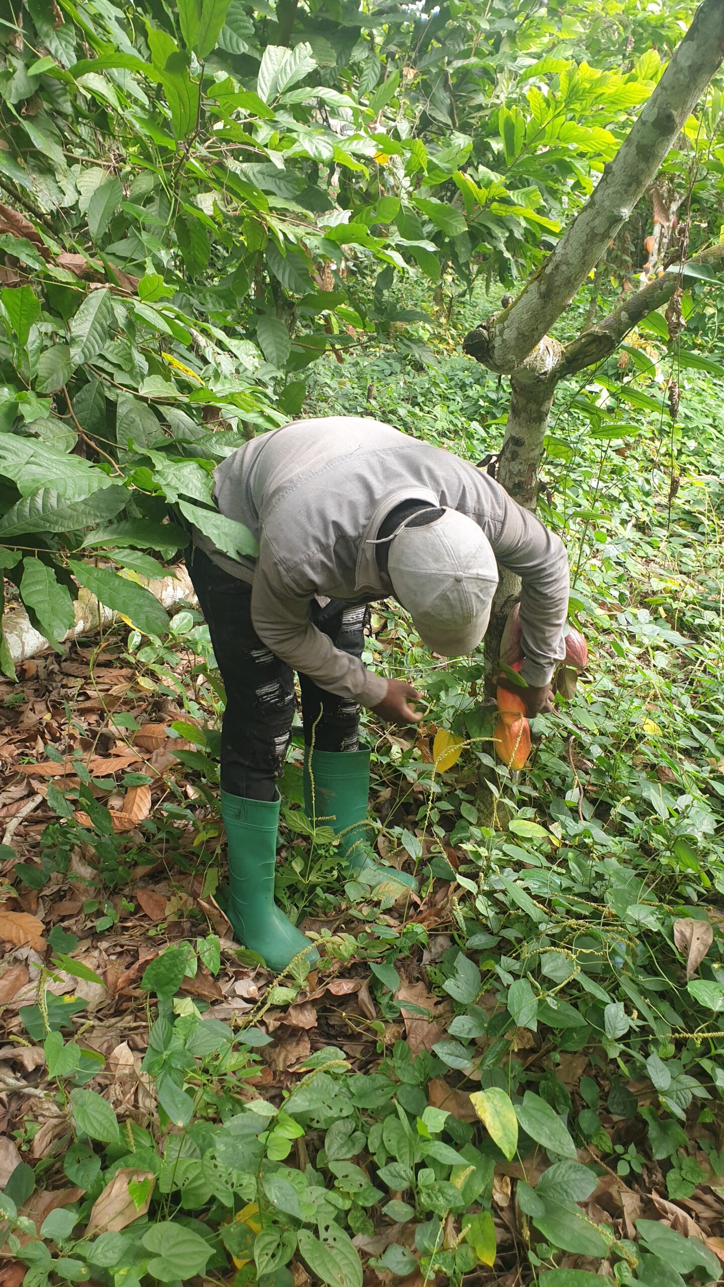 Climate-smart farming practices