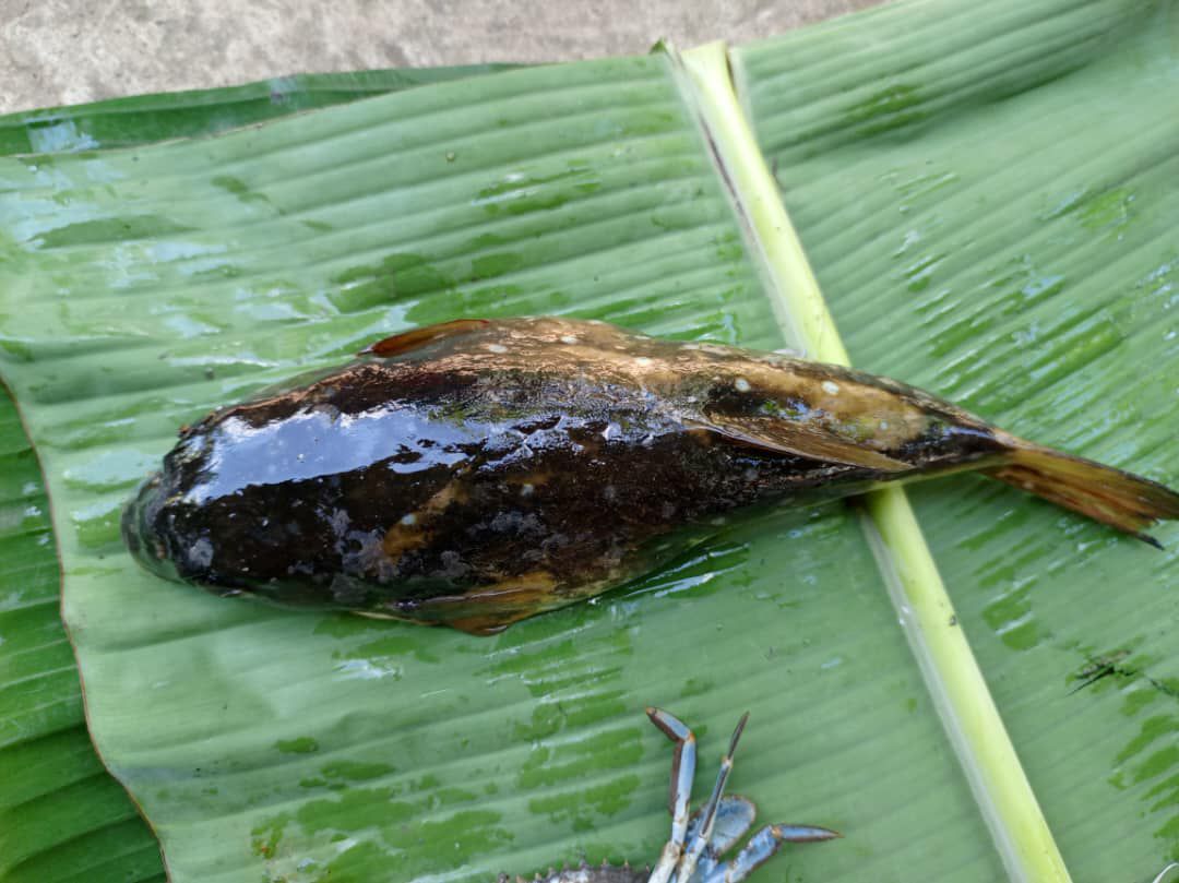 Invasive species management activities