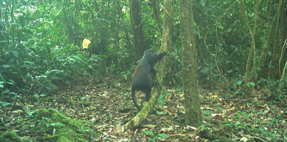 Ecosystem conservation and management