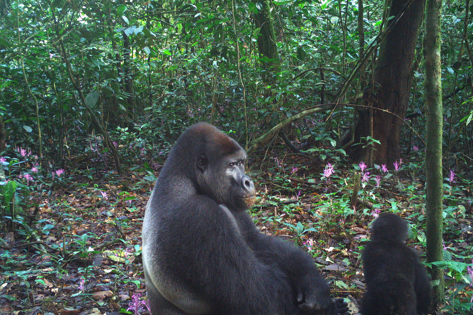 Gorillas in the Ebo forest