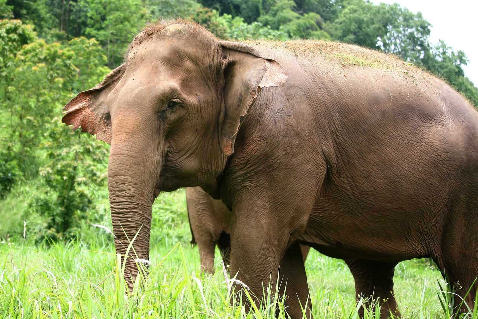 Human-wildlife coexistence