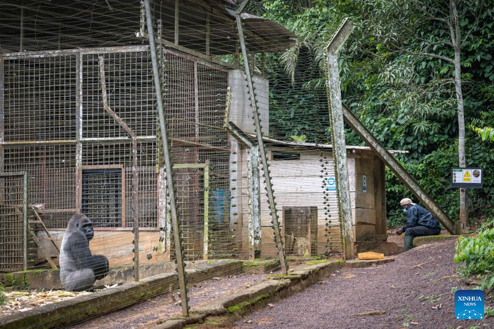 Safeguards and biodiversity protection