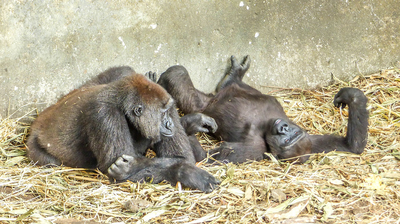 Protected biodiversity and wildlife