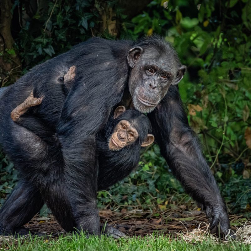 Chimpanzee in natural habitat