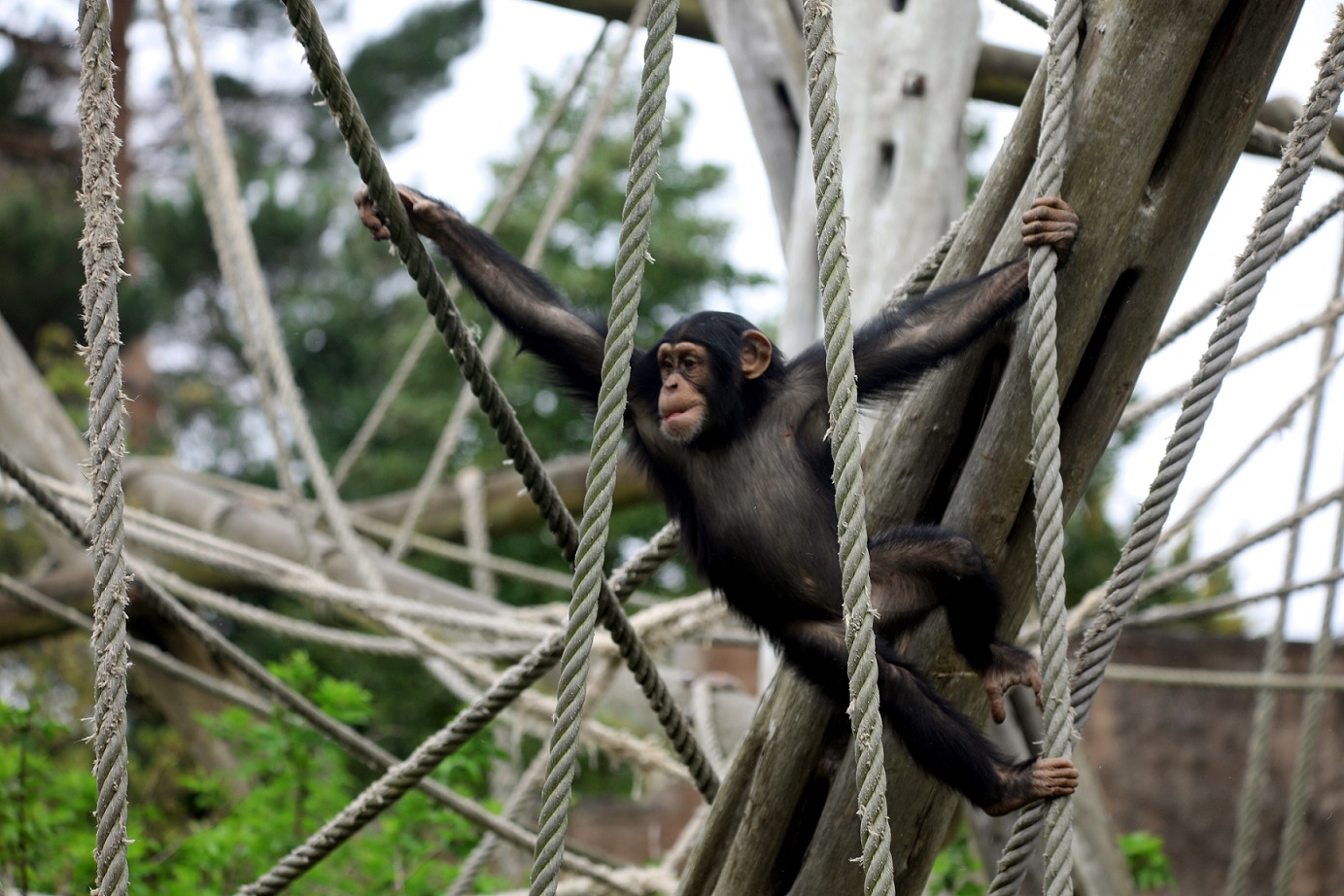 Chimpanzee conservation scene